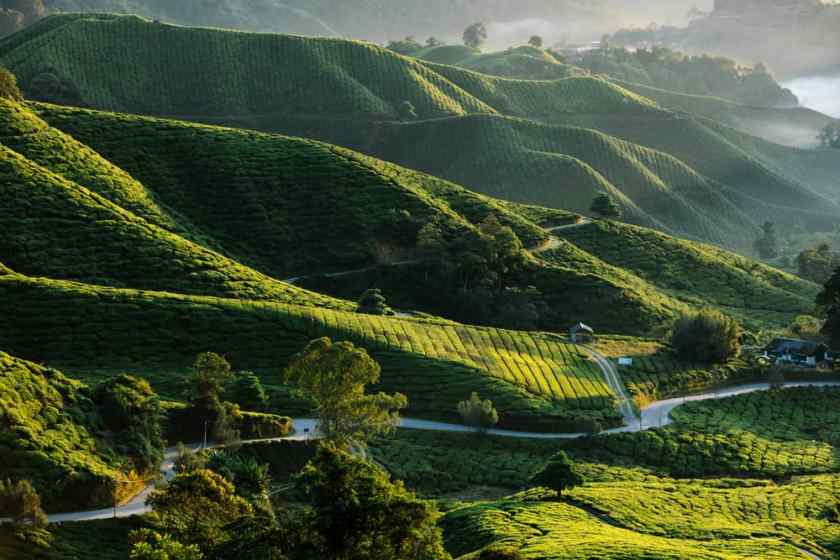 The Cameron Highlands Malaysia