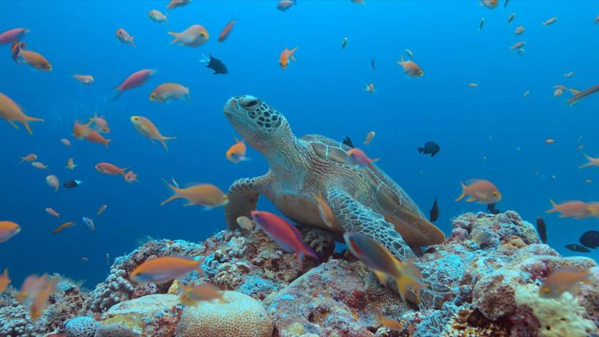 Tubbataha Reefs