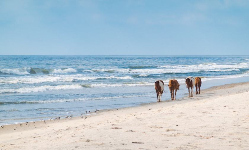 Wild Horse Island State Park